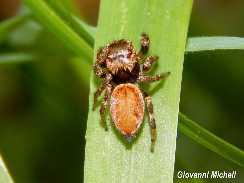 Evarcha falcata - Parco del Ticino (MI)